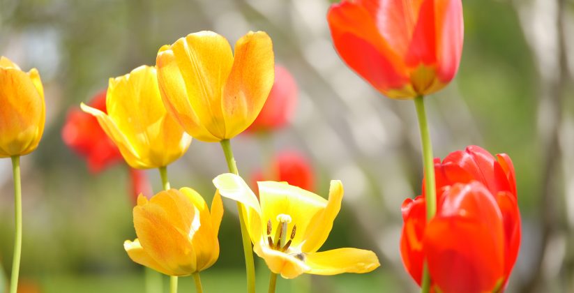 Tulipes jaunes et rouges du jardin du Domaine Breen