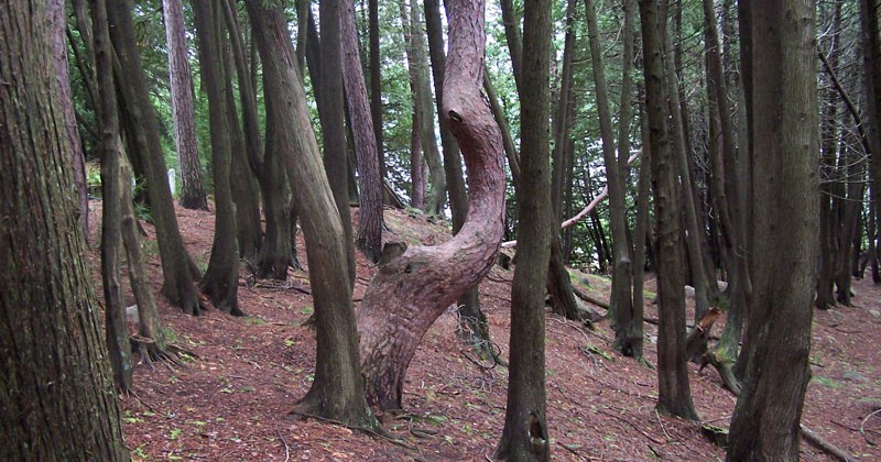 Fort-Témiscamingue - Forêt Enchantée