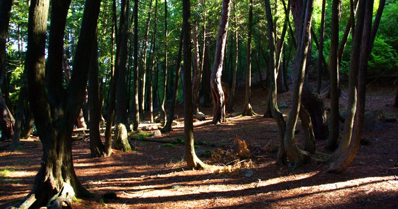 Fort-Témiscamingue - Forêt Enchantée