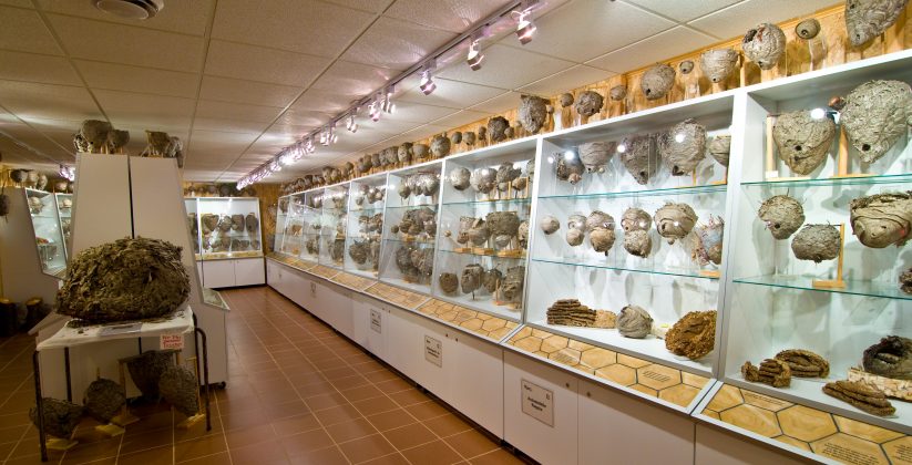 musée du nid de guêpe